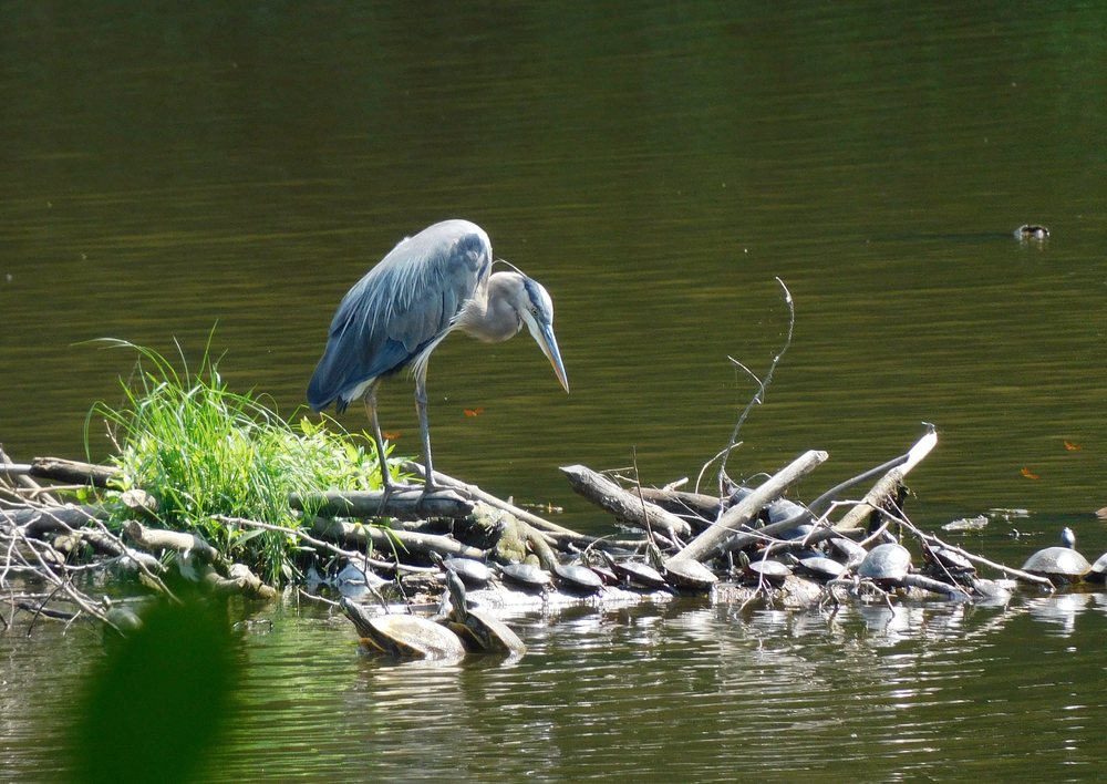 photo of great blue heron on a stick island with many turtles at its feet