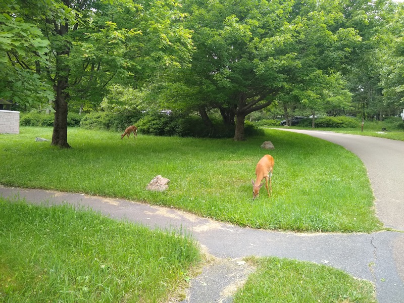 Shenandoah National Park