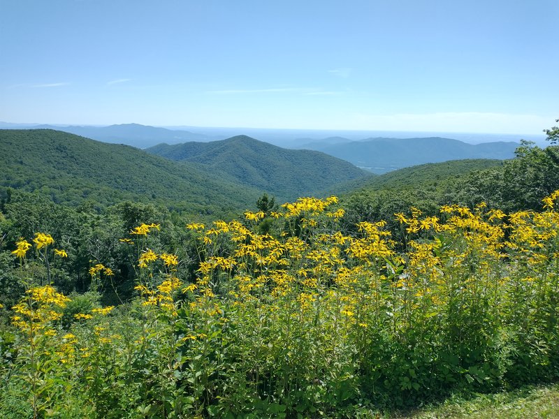 Yellow wildflowers with mountains in background