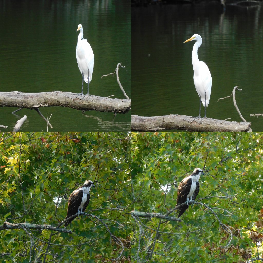 photos of an Osprey and a Great Egret
