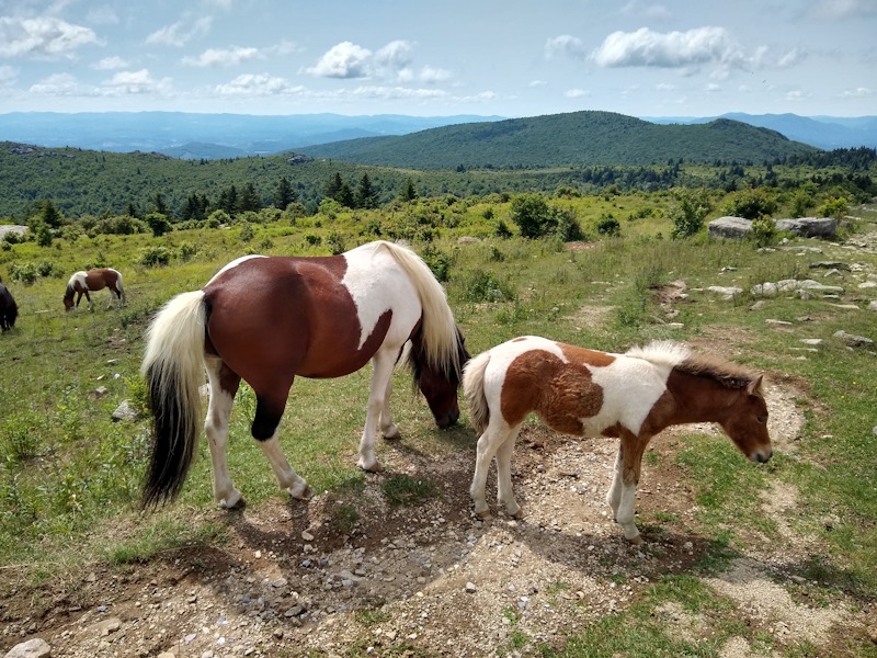 Grayson Highlands State Park