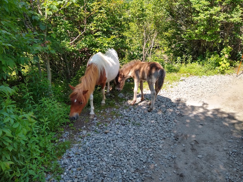 Grayson Highlands State Park