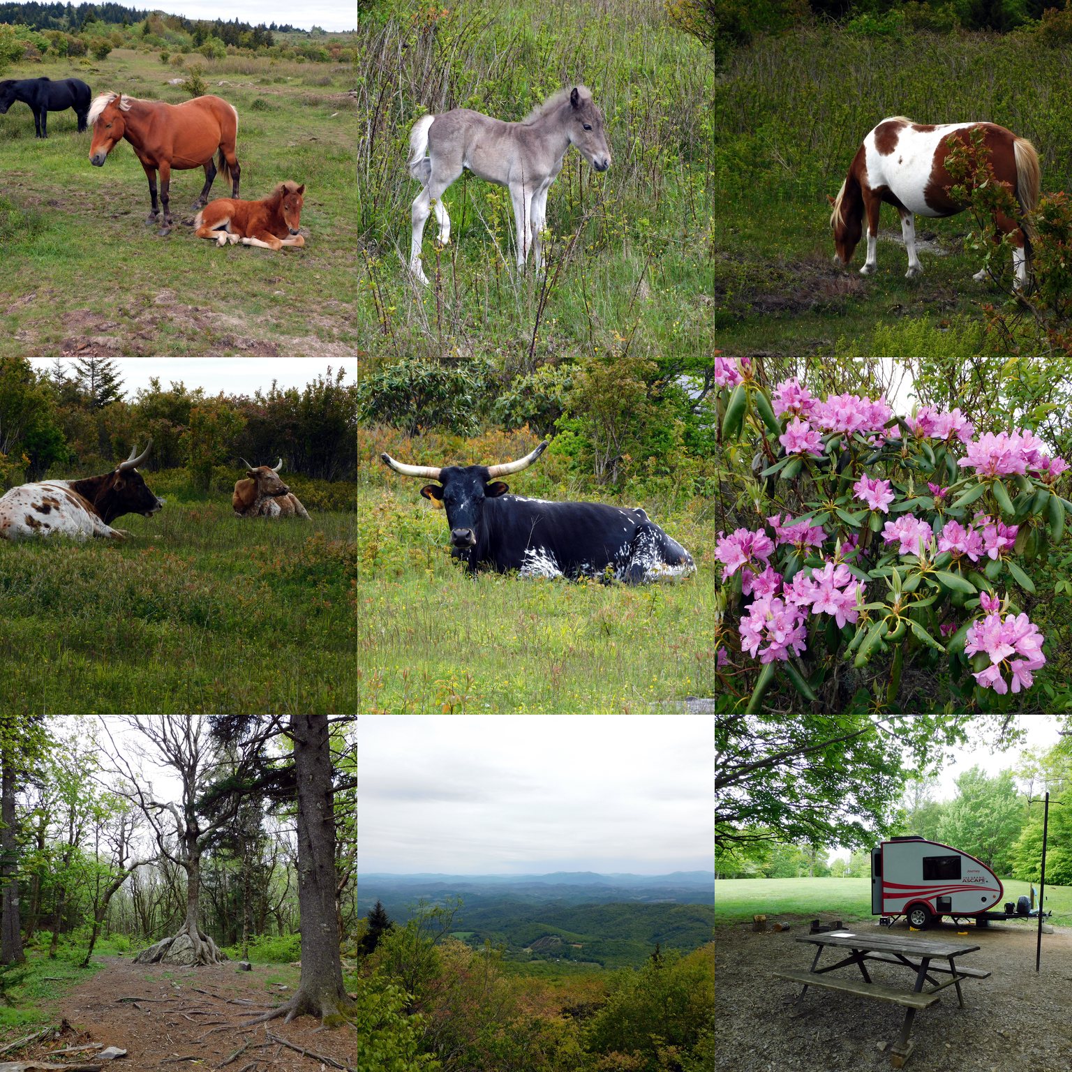 image collage with ponies, steer, and mountain landscape shots