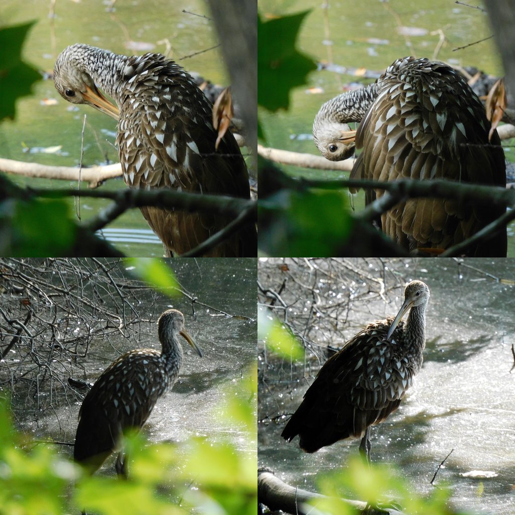 photos of a Limpkin, a large brown bird native to Florida