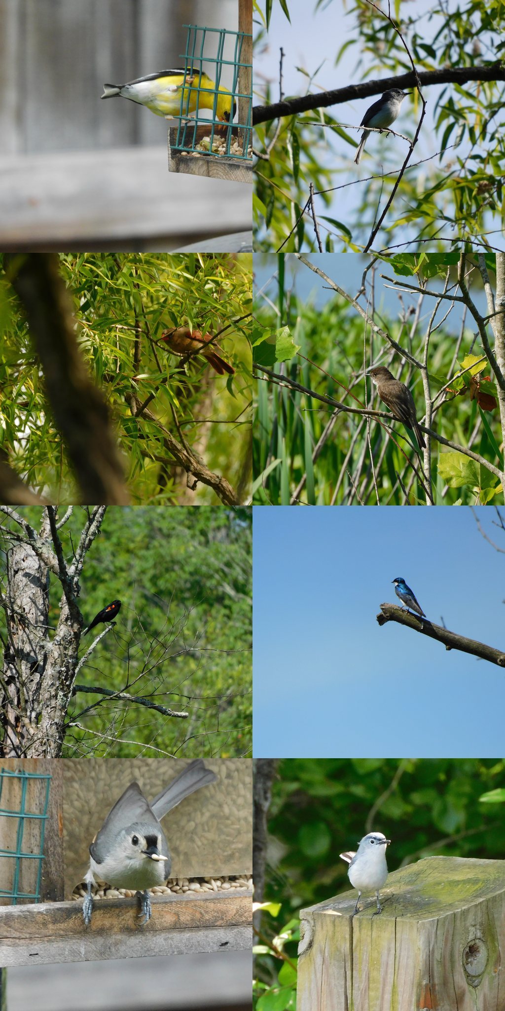 collage of bird photos